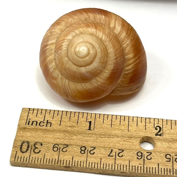 Bag Of Natural Brown & Cream Spiral Snail Shells For Crafts & Decor 1-1.5 Inches - Picture 2 of 3